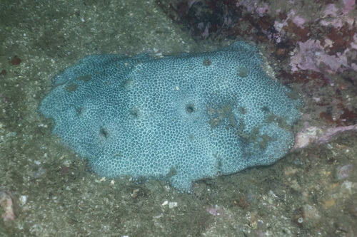 Plesiastrea versipora observed 2026-10-24