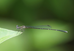 Prodasineura coerulescens