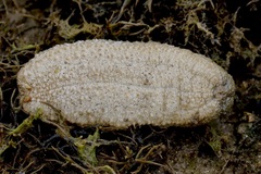 Holothuria scabra
