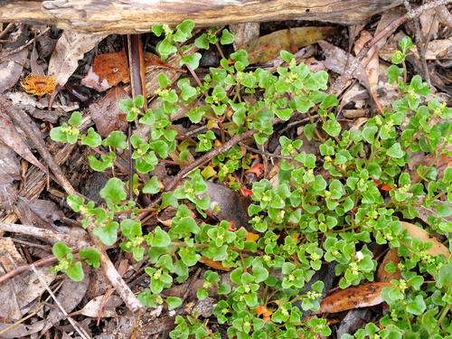 Chenopodium robertianum, 2026-10-24