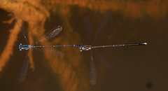 Prodasineura coerulescens