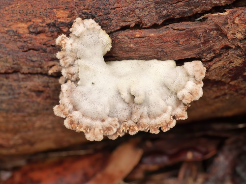 splitgill mushroom photograph by the iNaturalist community
