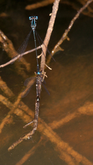 Prodasineura coerulescens