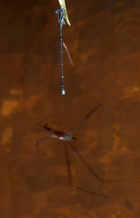 Prodasineura coerulescens