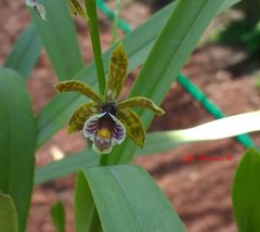 Prosthechea pterocarpa