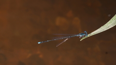 Prodasineura coerulescens