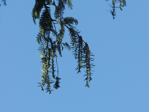 Metasequoia glyptostroboides, 2026-10-20