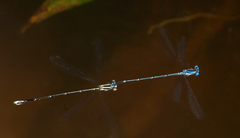 Prodasineura coerulescens