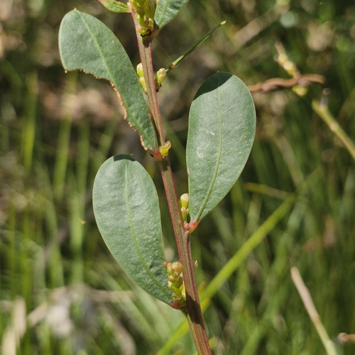 Acacia myrtifolia observed 2026-10-24