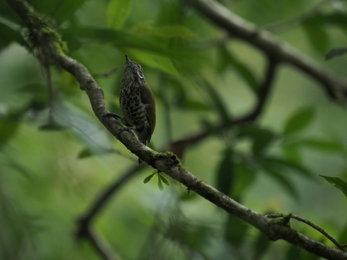Picumnus innominatus observed 2026-10-24