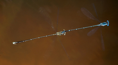 Prodasineura coerulescens