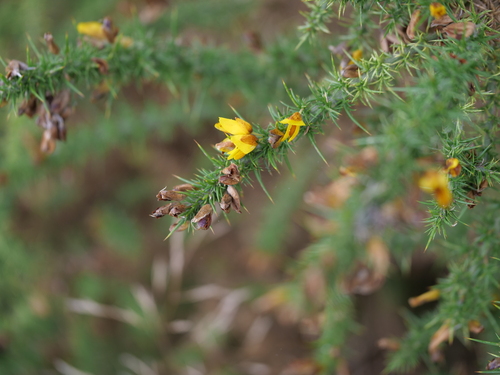 Ulex minor observed 2026-10-13