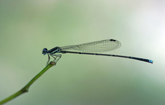 Prodasineura coerulescens