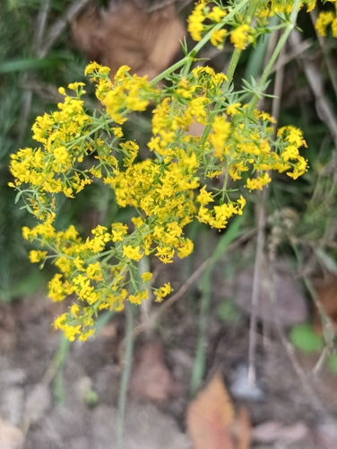 Galium verum observed 2026-10-24