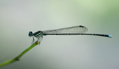 Prodasineura coerulescens