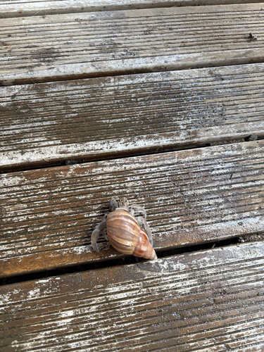 Coenobita rugosus observed 2026-10-24