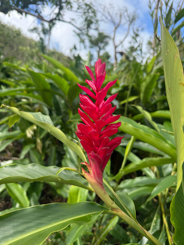 Alpinia purpurata observed 2026-10-24