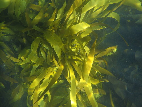 Marginariella urvilliana observed 2026-10-24