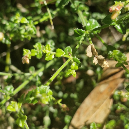 Gonocarpus teucrioides observed 2026-10-24