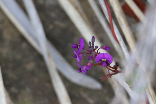 Hardenbergia violacea observed 2026-10-24