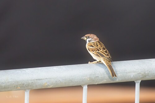Eurasian Tree Sparrow photograph by the iNaturalist community