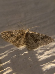 Melanolophia imitata