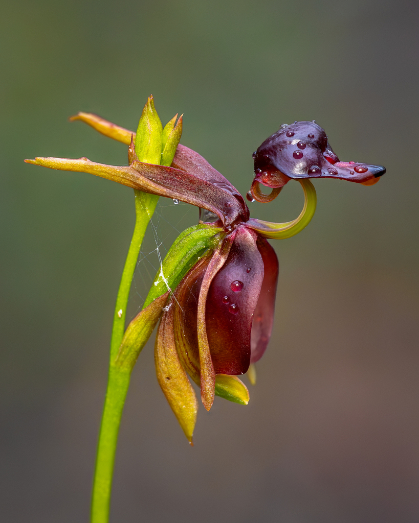 Large Flying Duck Orchid