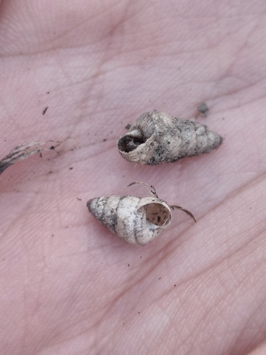 Cochlicella barbara observed 2026-10-24