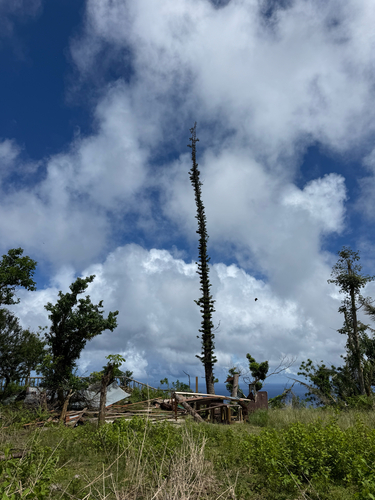 Araucaria columnaris observed 2026-10-24