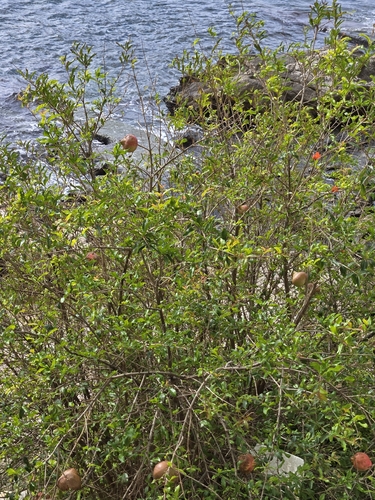 Punica granatum observed 2026-10-24
