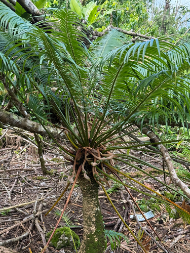 Cycas observed 2026-10-24