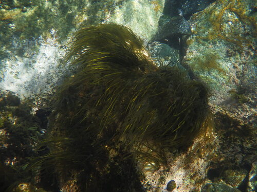 Scytosiphon lomentaria observed 2026-10-24