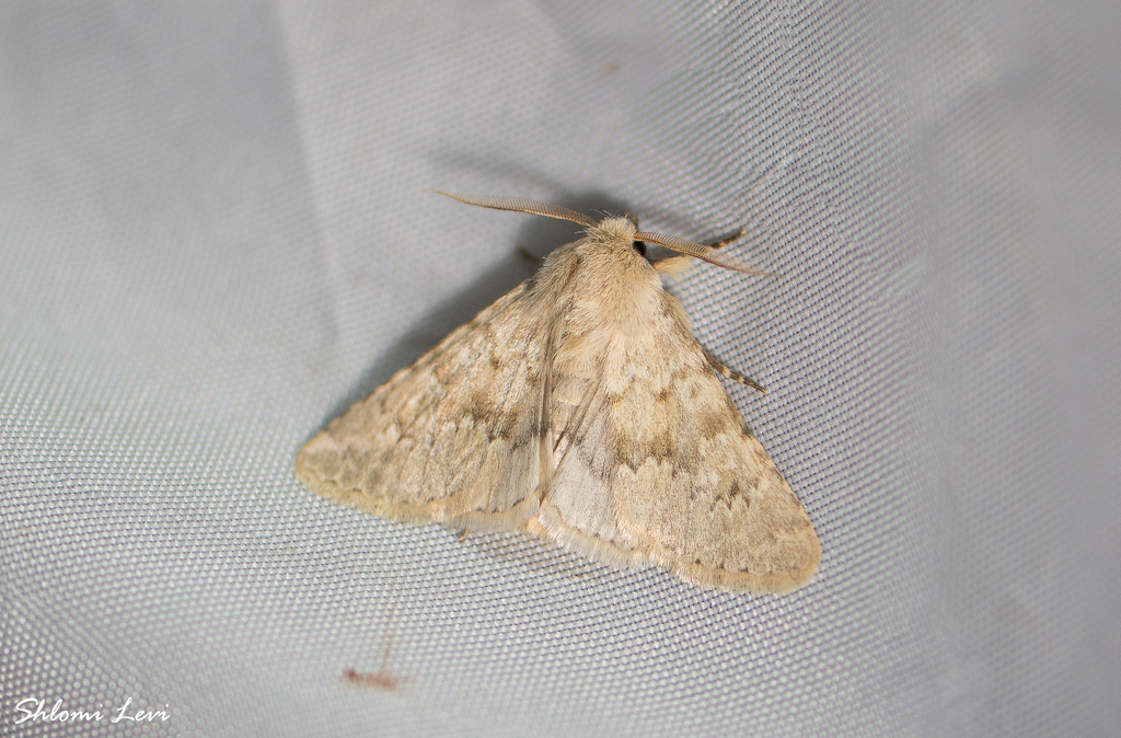 Pseudohadena jordana