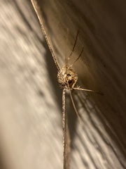 Melanolophia imitata