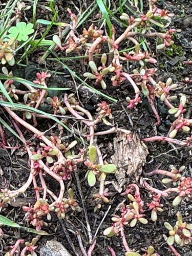 Common Purslane photograph by the iNaturalist community