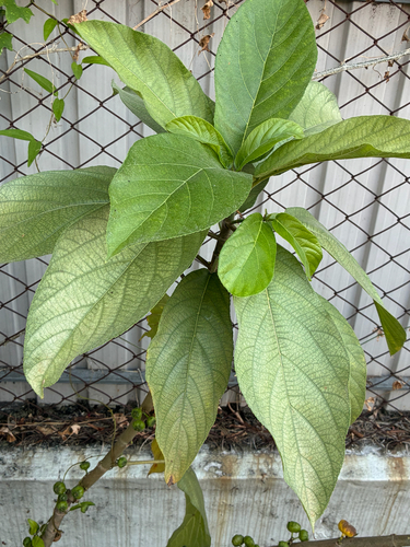 Ficus hispida observed 2026-10-24