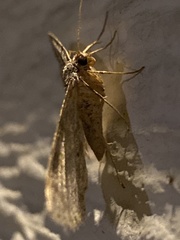 Melanolophia imitata