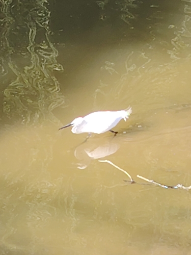 Little Egret photograph by the iNaturalist community