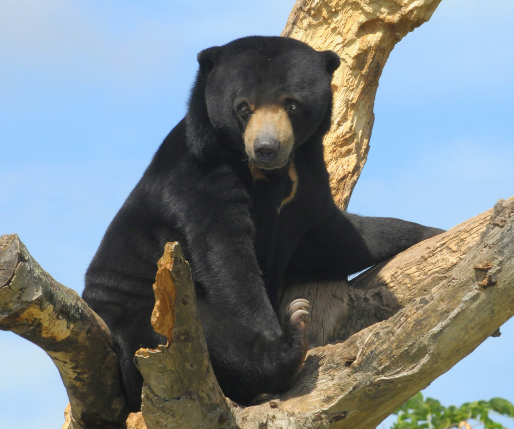 malayan sun bear