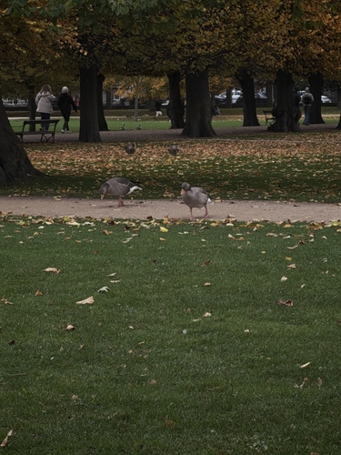 Greylag Goose photograph by the iNaturalist community