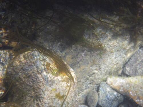 Scytosiphon lomentaria observed 2026-10-24