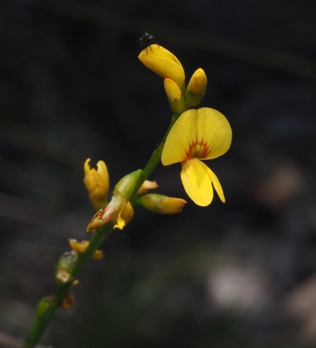 Viminaria juncea, 2026-10-24