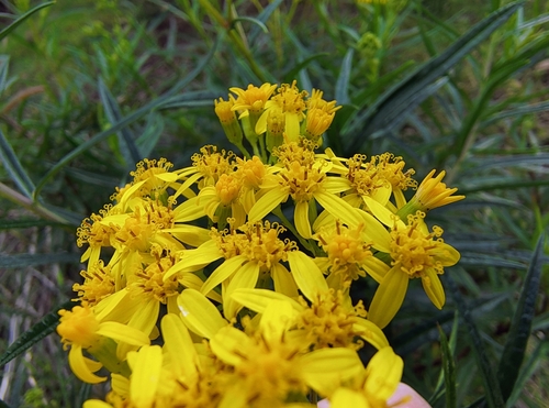 Senecio linearifolius observed 2026-10-24