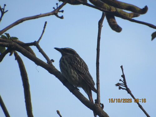 Streaked Flycatcher