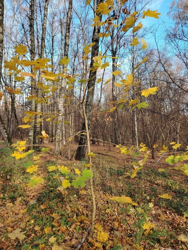 Norway maple photograph by the iNaturalist community