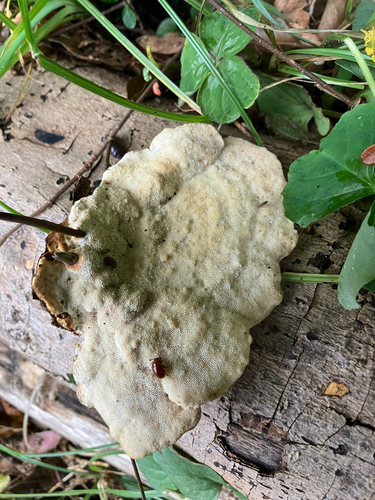 Trametes elegans observed 2026-10-24