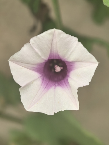 Ipomoea batatas observed 2026-10-24