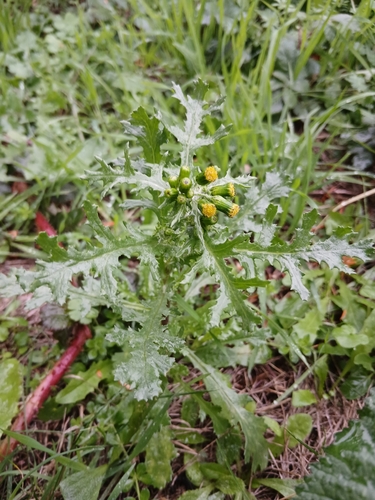 common groundsel photograph by the iNaturalist community