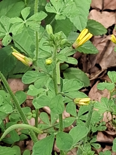 Arivela viscosa observed 2026-10-23