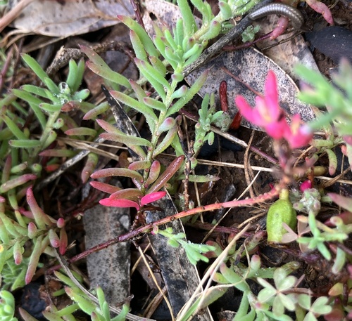 Enchylaena tomentosa observed 2026-10-24